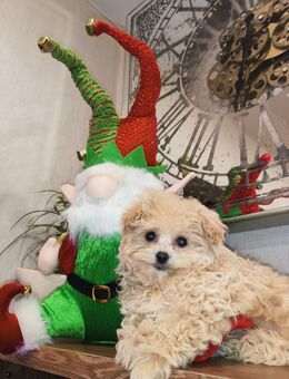 Zwergpudel, Cream Farbe, Männlich - Paderborn