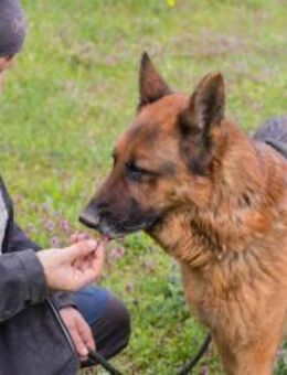 SANCHO - am liebsten draußen unterwegs - Overath