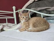 Katzenbaby abzugeben - Hamburg