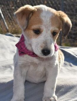 Kiba - bezauberndes Hundemädel - Süderbrarup