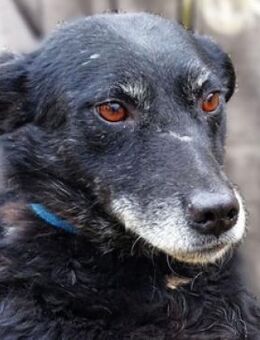 NELLA wünscht sich eine Familie - Gefrees