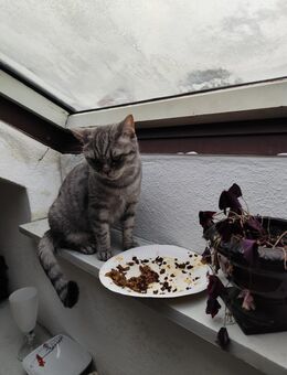 Britisch Kurzhaar Katze zu verkaufen - Kolbingen