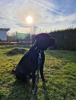 Cane Corso - Gotha