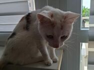 2 Katzen zu verkaufen - Freiberg