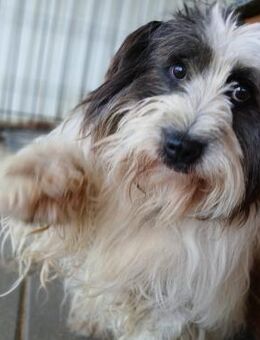 🆘 Senior Bangs sucht Liebe 🐾 - Eislingen (Fils)