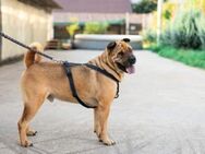 Shar Pei Mischling Apache sucht ein Zuha - München