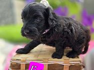 Mini Labradoodle Welpen