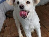Cleo - Goldschatz/super lieb - Höchst (Odenwald)