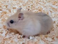 junge bunte naturfarbene dsungarische Zwerghamster Dsungare Dschungarischer Hamster männlich weiblich - Neustadt (Sachsen) Hohwald