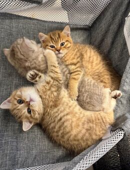 3 süße BKH Kitten suchen ein liebevolles zuhause - Nürnberg