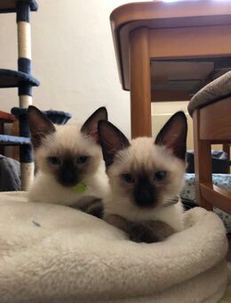 Siam Kitten - Neuhof (Hessen)