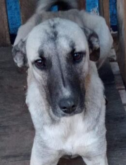 KETTI 💛💛💛 sucht Happy-Home - Bad Karlshafen