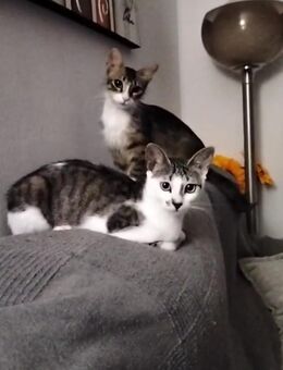 Greta und Alaska suchen gemeinsam ein neues Zuhause (als Wohnungskatzen) - Kippenheim