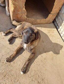 Bezaubernde Pluck ❤️sucht Ihr Körbchen - Seggebruch