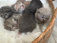 ♥️ Bkh Babykatze Britische Baby Katzen ♥️ - Wesseling