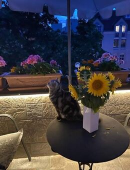 Das Wohnen genießen - im Dachgeschoss in Striesen! - Dresden