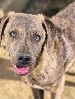 BRIGITTA - das Ergebnis der Ignoranz - Regensburg