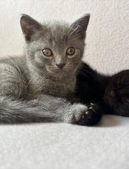 Bkh Tabby mix Katzen Männchen und Weibchen. - Verl Kaunitz