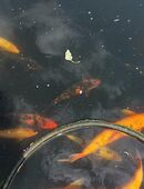Japanische Koi in 84571