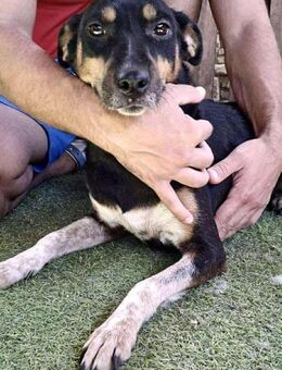 Liberty jung, sensibel & verspielt - Koblenz