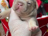 Französische Bulldogge ende Dezember, Anfang Januar Abgabe bereit! - Quierschied