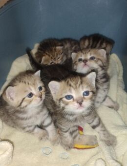 BKH Kitten - Lahr (Schwarzwald)
