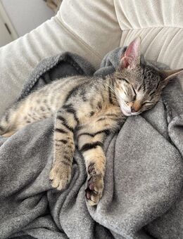 EKH Kitten 450€ Verhandelbar - Siegburg