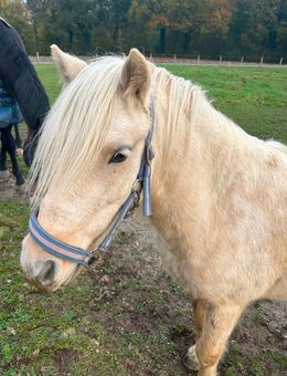Ponywallach mit Charakter sucht ein neues zuhause - Bassum