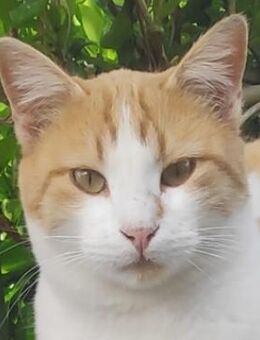 Marcio, geb. ca. 05/2021, GRIECHENLAND - Markdorf