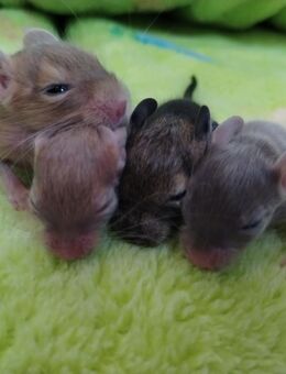 Niedliche Degu Kids,viele tolle Farben:Lilac-,Creme-Schecke,Schoko,Sand,Agouti suchen demnächst Dich! - Hille
