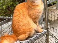Leonardo aus dem Tierschutz - Grevenbroich