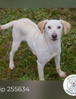 Chip 255634 sucht ein Zuhause - Kirchzell