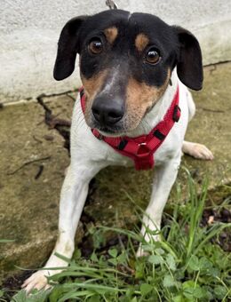 Cooler Bodeguero/JackRussllemix Taio# - Essen