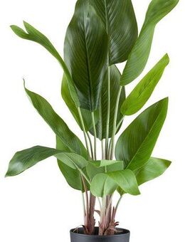 Kunstpflanze Strelitzia nicolai, Creativ green, Höhe 70 cm, in schöner Größe