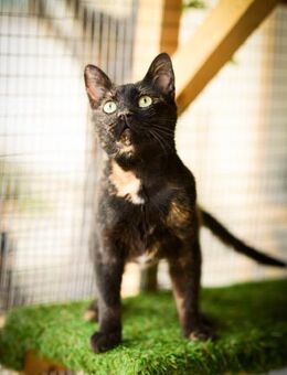 FiV+ Katze Ayla - Grevenbroich