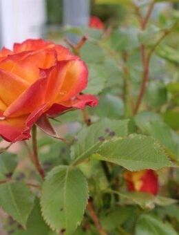 Einziehen & Aufblühen: Lichtdurchflutete Wohnung mit Garten in ruhiger Citylage - Sindelfingen