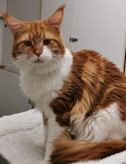 Mainecoon Deckkater red-cl.tabby.white(Stammbaum) - Ingolstadt