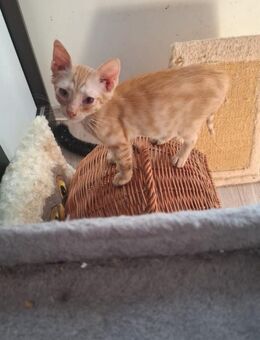 Ginger - von der Strasse ins Herz - Rambin