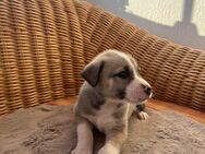 Zuckersüße Husky x Rhodesian Ridgeback x Australian Shepherd / Welpen - Nordwestuckermark