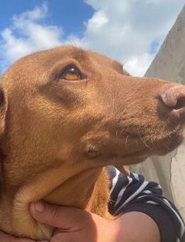 Laika-Vizsla Mix Schönheit sucht Zuhause - Overath