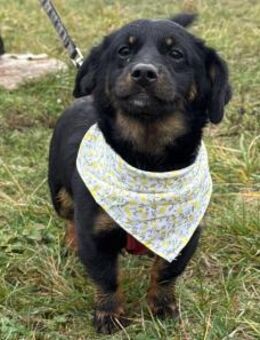 Beka, kleines Hundemädchen - Freundlich - Linden (Hessen)