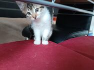Kleine Katzen suchen ein neues Zuhause - Aindling