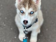 Siberian Husky Welpe - Ganderkesee