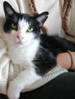 Nico Sozialer, verschmuster Kater - Benediktbeuern