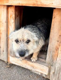 Carla wünscht sich ein Zuhause - Breitengüßbach