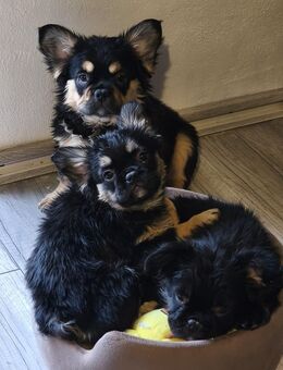 Französische Bulldogge – Fluffy-Variante • Liebevoll aufgezogene Welpen abzugeben - München