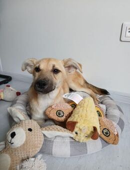 💛Süßer Welpe Teddy sucht Liebe💛 - Eislingen (Fils)