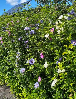 Hibiskuspflanzen mehrjährig Preis ab 5 Stk. - Prerow (Ostseebad)