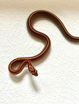 Tessera Motley Kornnatter NZ 2025 - Großengottern