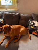 Labrador Retriever reinrassig mit Papieren in 89522